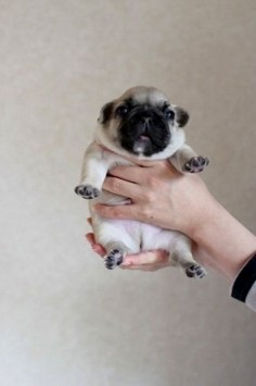 Give me all the pug puppies. ALL OF THEM.