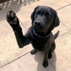 Give me five - Black Labrador Retriever