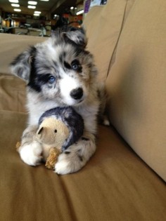 Goberian (Golden Retriever + Siberian Husky) puppy ... Sooo precious!