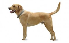 Goldador information including pictures, training, behavior, and care of Goldadors and dog breed mixes.