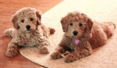 Golden-doodle puppies! Excellent, adorable dogs. They may be a little pricey but I will own a red Golden-doodle, one