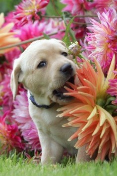 Golden Lab pup - ©Richard Austin (via DailyMail)