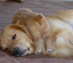 Golden mama and baby