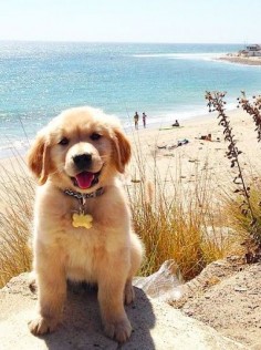 Golden pup at the beach