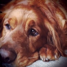 Golden Retreiver - this picture reminds me sooooo much of my golden.  my sweet Baxter!! :-(