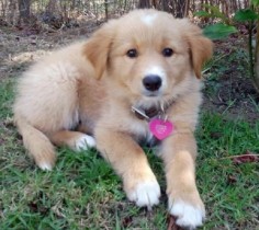 golden retriever border collie mix puppies for sale | Zoe Fans Blog