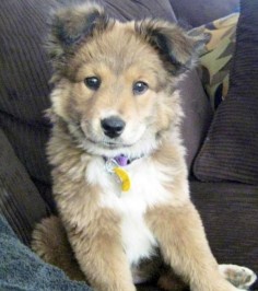 Golden Retriever Husky Mix - This. Is. My. Dream. Dog. I had no idea my two favorite dogs could exist in one!