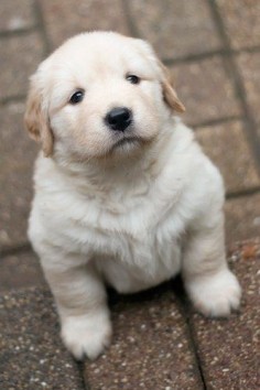 Golden Retriever-If I ever get to own a home this WILL be the little man of the house!