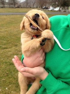 Golden retriever puppies are adorable!