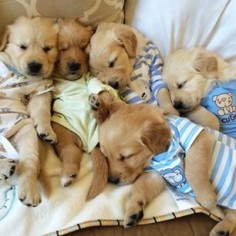 Golden Retriever puppies!  would love to have them all