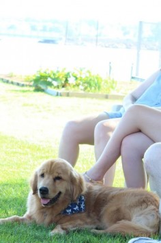 Golden retriever puppy Clyde at 9 months!