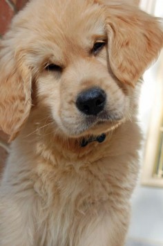 Golden Retriever Puppy dog