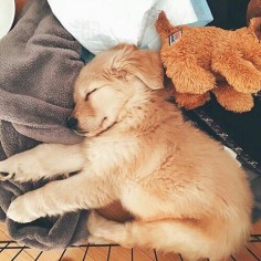 Golden retriever puppy sleeping near stuffed puppy!