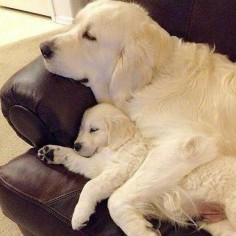 Golden Retriever puppy with her Mom