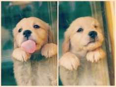 Golden Retrievers have to be some of the cutest puppies!