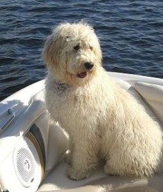 #goldendoodle #dogs #cute