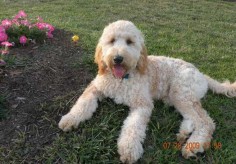 goldendoodle grooming styles - Google Search