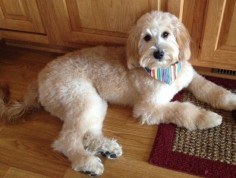goldendoodle haircut pictures | Goldendoodle Haircuts Bentley - 