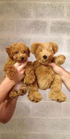 Goldendoodle or teddy bear? This is going to be our new puppy in MAY!!!