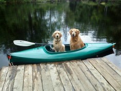 Goldens love to kayak! :)