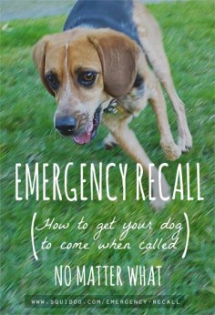 good advice on how to train your dog to come during emergency situations