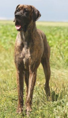 Good reading for our doggie considerations: Great Dane Temperament What's Good About 'Em, What's Bad About 'Em