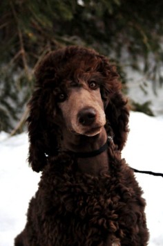 Gorgeous chocolate standard poodle