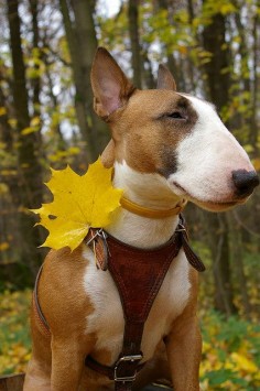 Gorgeous Fella! #Bull #Terrier #Dog #Dogs #Terriers #Animal #Puppy #Cute #Funny #DogFashion