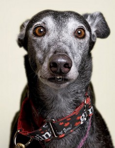 gorgeous greyhound ... fun teeth. :)