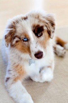 .Gorgeous red merle Australian Shepherd with striking bi-colored eyes. Ahhhh they're my favorite! Gorgeous yet so smart and loyal! :)