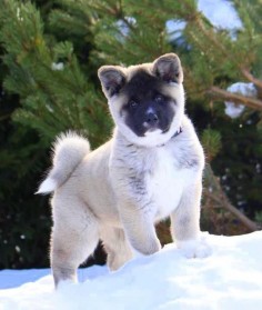 Gorgeous Snow Bound Akita #dog #akita #animal