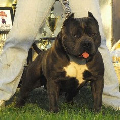 GR CH POKEMON, Read more about American bullies at Bully Max homepage 