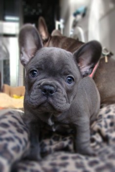gray frenchie pup