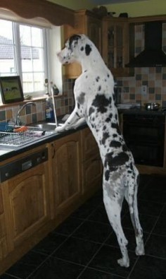 great dane, obviously.