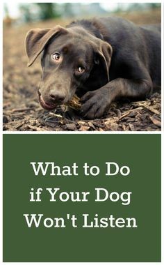 Great ideas for getting your dog to give you their attention in all situations. #blog @dogIDs #dogownertips