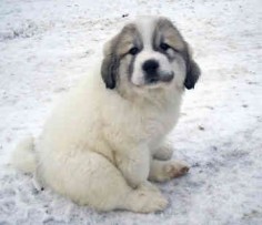 Great Pyrenees = Adorable