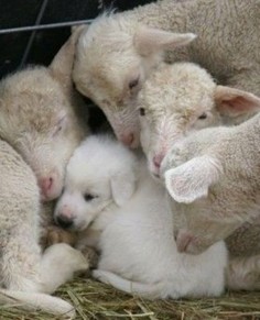 great Pyrenees pup living with the lambs he will defend