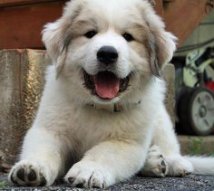 great pyrenees pup!