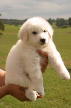 Great Pyrenees puppy.  ♥