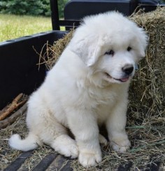 Great Pyrenees puppy. Sweetest dogs ever