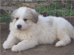 Great Pyrenees puppy They are one of the greatest breads ever. Careful full of Love