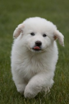 Great Pyrenees! There is a rescue in Arizona for these beautiful dogs!! I want to rescue one!
