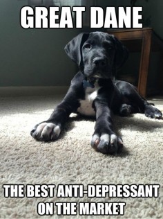 #greatdane #dogs. Nothing like a big sad face and a happy hiney/tail to make you smile!