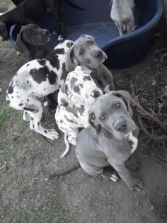 Great+Dane+Puppies+Harlequin+Blue+Ready+Now+Doncaster+South