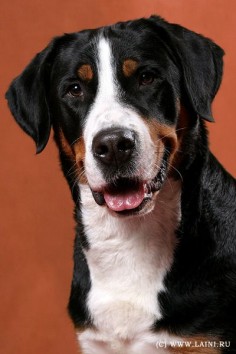 Greater Swiss Mountain. //"Carstel Dogs" great site for rarer breeds. Well done. r