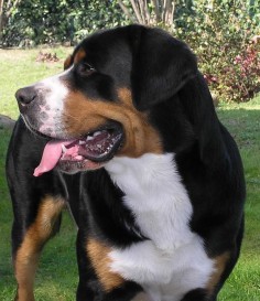 Greater Swiss Mountain Dog Is One Of Four Types Of Swiss Mountain Dogs