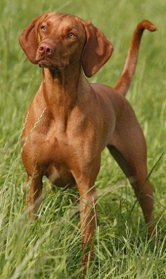 Grew up with a Vizsla & had one with our Jack Russell they were an amazing pair!  Tisza was a  seperation  adored my  passed away before Mack @ 11 yrs old :( was just thinking about 