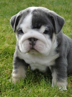 Grey Miniature English Bulldog Pup,kiss that nose!