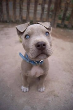 Grey pitbull puppy with blue eyes. Adorable!