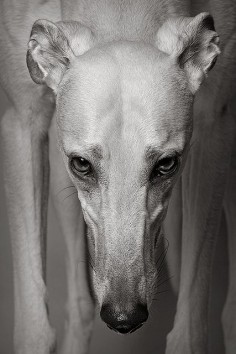 Greyhound.